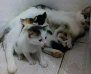 Gato raça sem  ração idade Abaixo de 2 meses nome sem nome