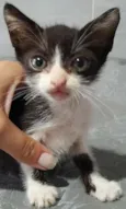Tom