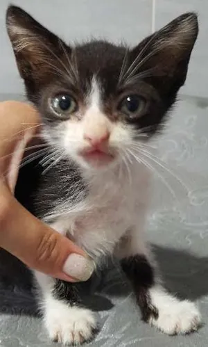 Gato raça  idade Abaixo de 2 meses nome Tom