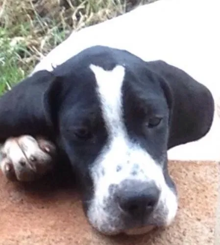 Cachorro ra a Perdigueiro idade 2 a 6 meses nome Texas