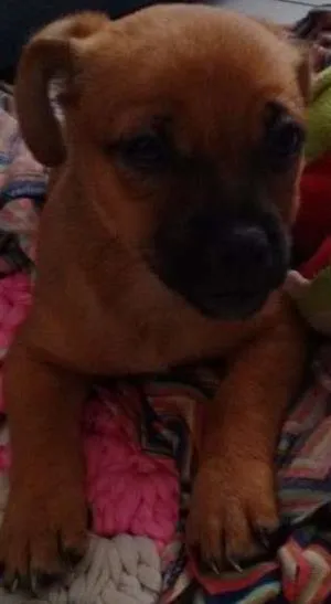 Cachorro ra a Vira Lata idade Abaixo de 2 meses nome Filhotinho