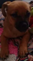 Filhotinho