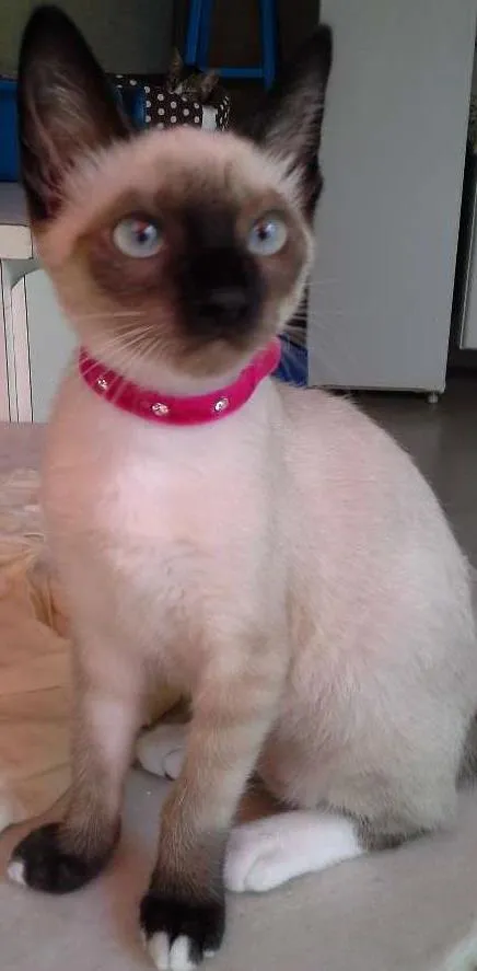 Gato ra a  idade 2 a 6 meses nome BERENICE