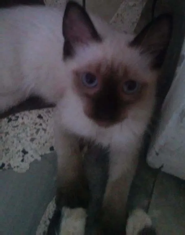 Gato raça Siamês idade Abaixo de 2 meses nome sem nome