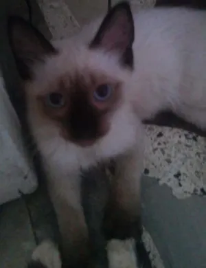 Gato raça Siamês idade Abaixo de 2 meses nome sem nome