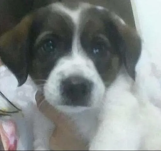 Cachorro ra a Vira lata idade 2 a 6 meses nome Ainda não tem