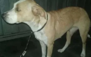 Cachorro raça Vira Lata idade 2 anos nome Não sei