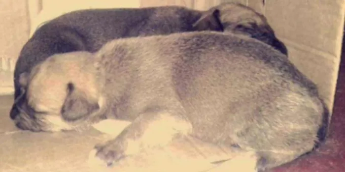 Cachorro ra a vira lata idade 2 a 6 meses nome sem nome