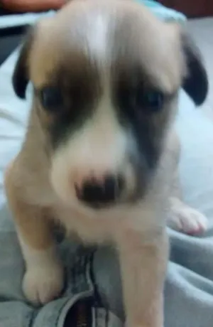 Cachorro raça  idade Abaixo de 2 meses nome Pelota