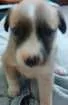 Cachorro raça  idade Abaixo de 2 meses nome Pelota