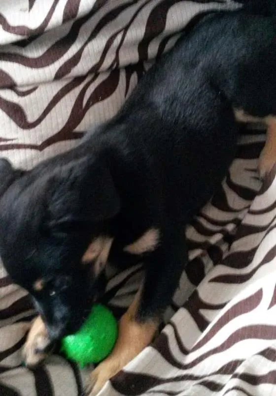 Cachorro ra a nao sei idade 2 a 6 meses nome nao tem nome