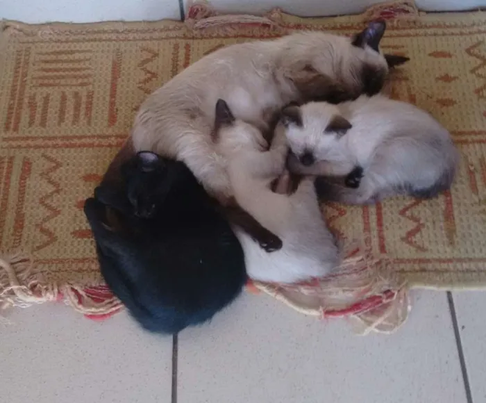 Gato ra a  idade Abaixo de 2 meses nome FILHOTES