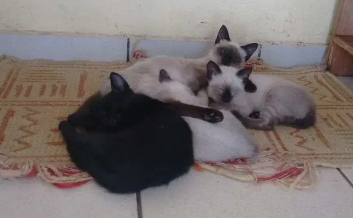 Gato ra a  idade Abaixo de 2 meses nome FILHOTES