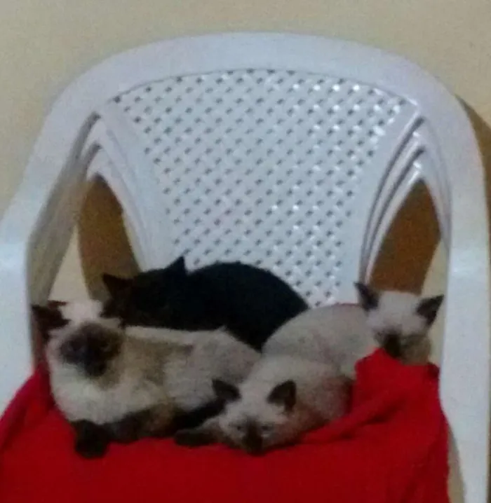 Gato ra a  idade Abaixo de 2 meses nome FILHOTES