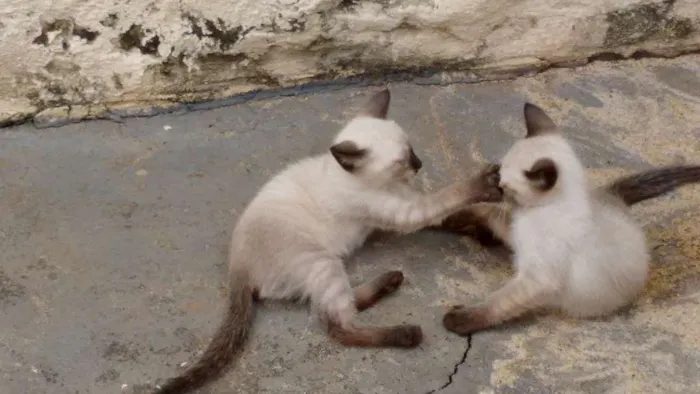 Gato ra a  idade Abaixo de 2 meses nome FILHOTES