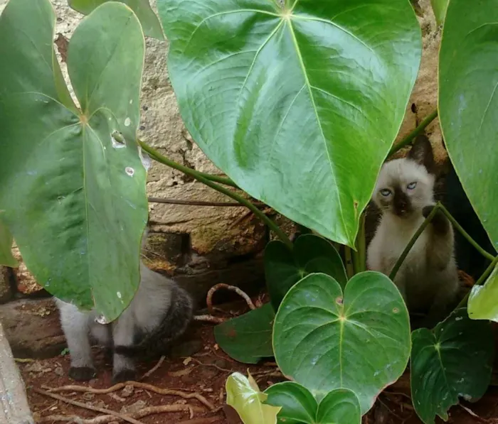 Gato ra a  idade Abaixo de 2 meses nome FILHOTES