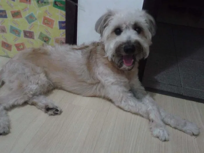 Cachorro raça Pastor Alemão idade 1 ano nome Marley