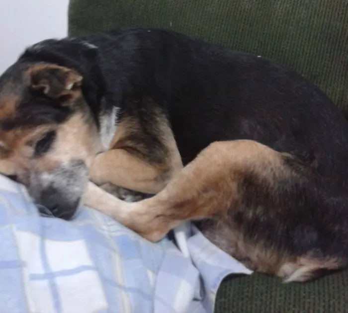 Cachorro ra a Pincher idade 6 ou mais anos nome Meg