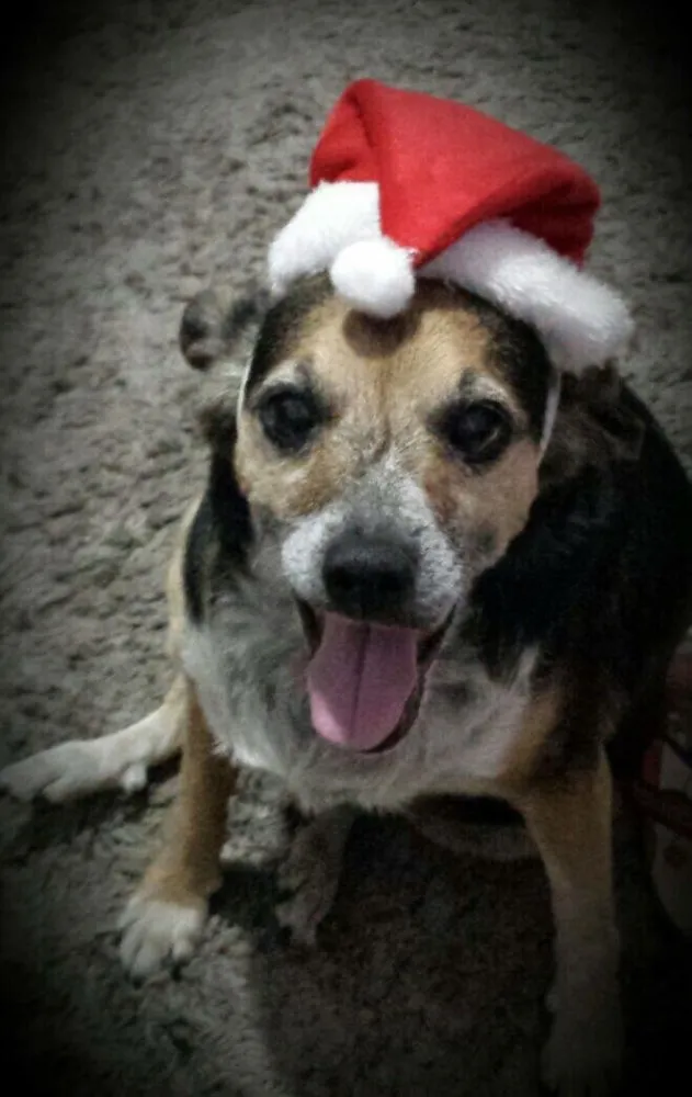 Cachorro ra a Pincher idade 6 ou mais anos nome Meg