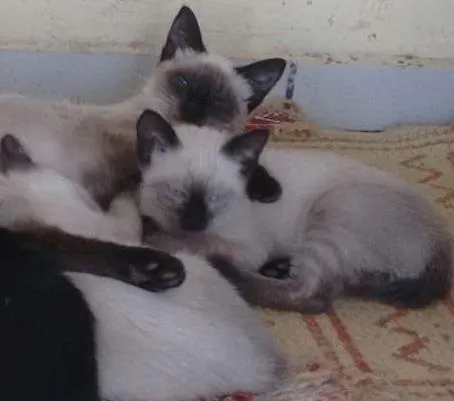 Gato ra a  idade Abaixo de 2 meses nome FILHOTES