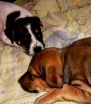 Cachorro raça SRD idade 7 a 11 meses nome Thor