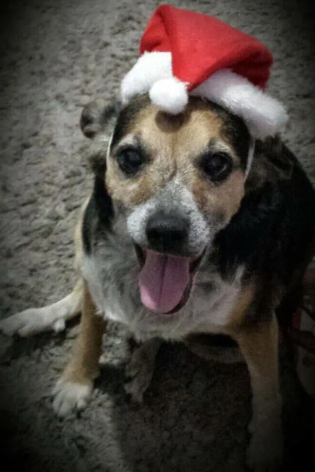 Cachorro ra a Pincher idade 6 ou mais anos nome Meg