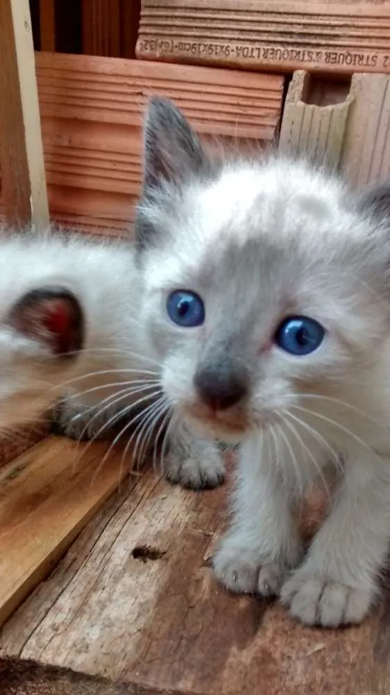 Gato ra a  idade Abaixo de 2 meses nome Gatinha