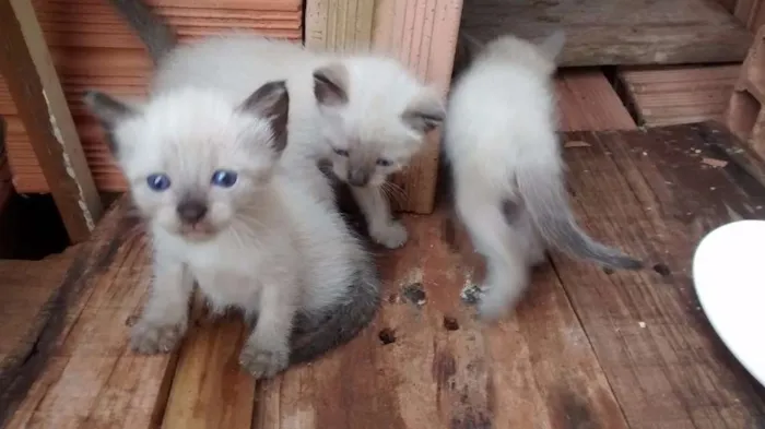 Gato ra a  idade Abaixo de 2 meses nome Gatinha