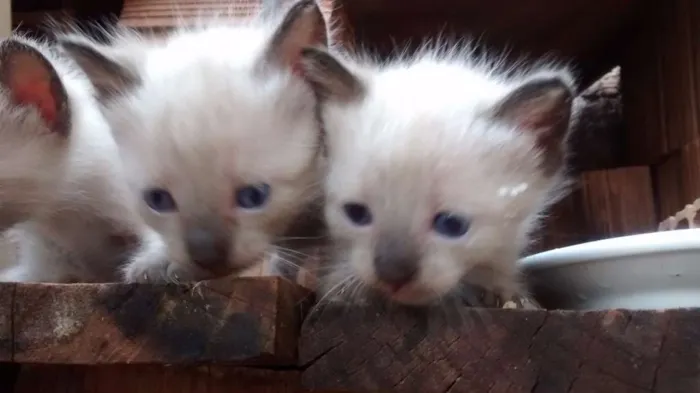 Gato ra a  idade Abaixo de 2 meses nome Gatinha