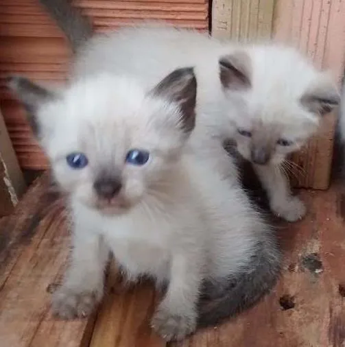 Gato ra a  idade Abaixo de 2 meses nome Gatinha