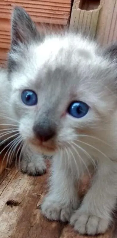 Gato ra a  idade Abaixo de 2 meses nome Gatinha