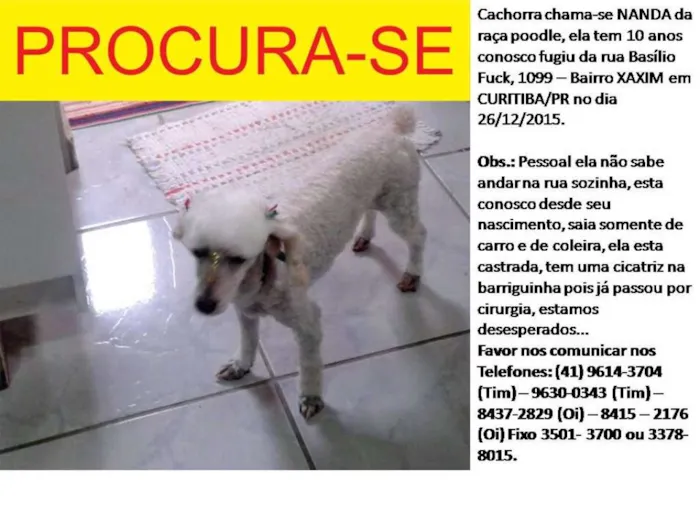 Cachorro ra a Poodle idade 6 ou mais anos nome Nanda