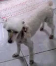 Nanda