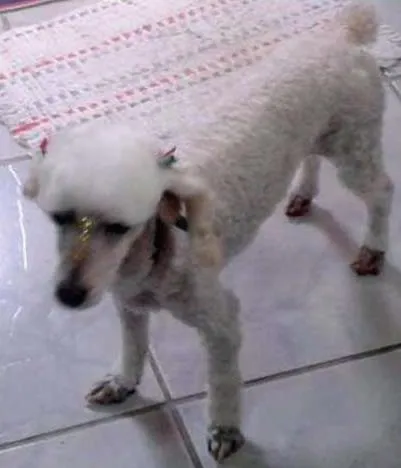 Cachorro ra a Poodle idade 6 ou mais anos nome Nanda