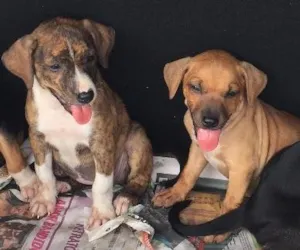 Cachorro raça Não tem idade 2 a 6 meses nome Bambinos 