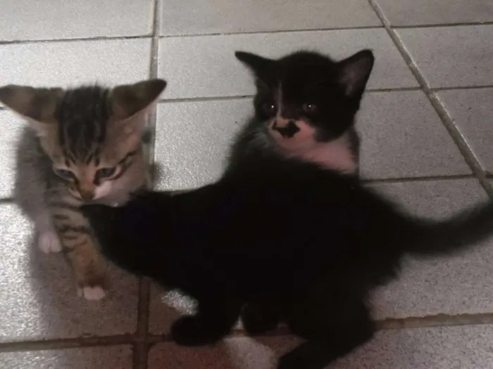 Gato ra a nao sei idade Abaixo de 2 meses nome ainda nao possui