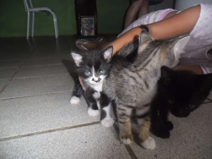 Gato ra a nao sei idade Abaixo de 2 meses nome ainda nao possui