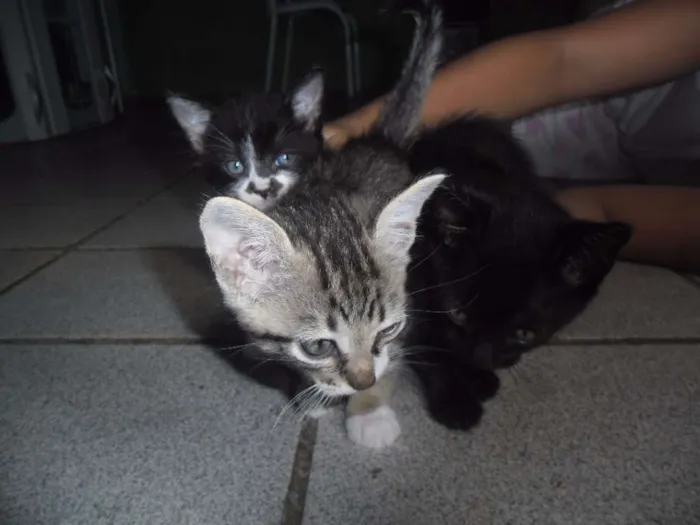 Gato ra a nao sei idade Abaixo de 2 meses nome ainda nao possui