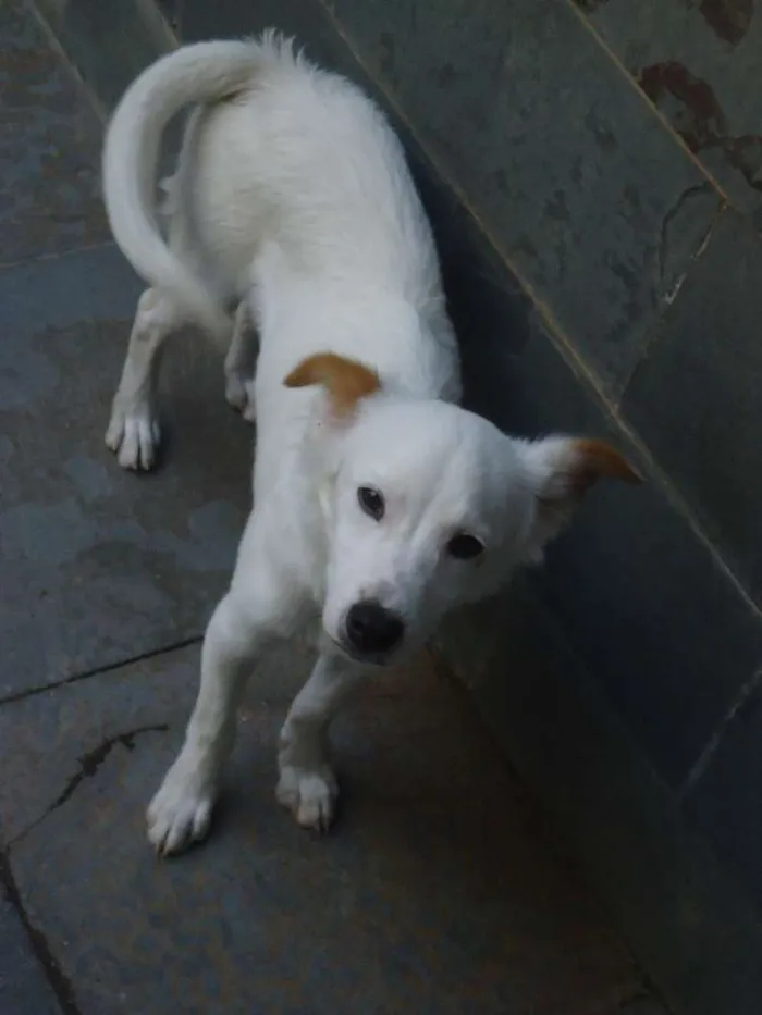 Cachorro raça SRD idade 2 a 6 meses nome sem nome