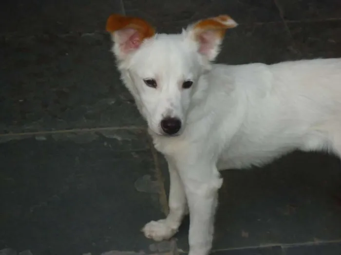 Cachorro raça SRD idade 2 a 6 meses nome sem nome