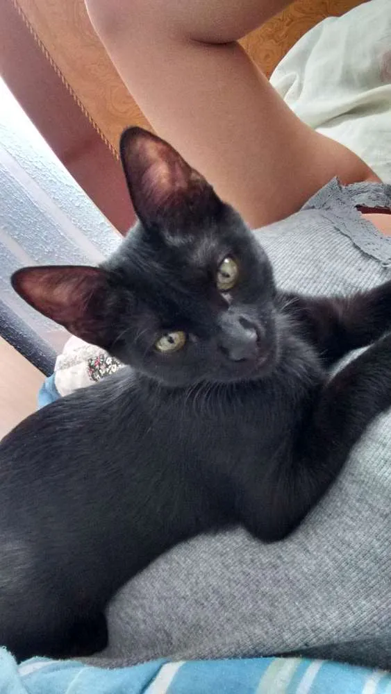 Gato ra a Vira lata idade 2 a 6 meses nome Não tem nome