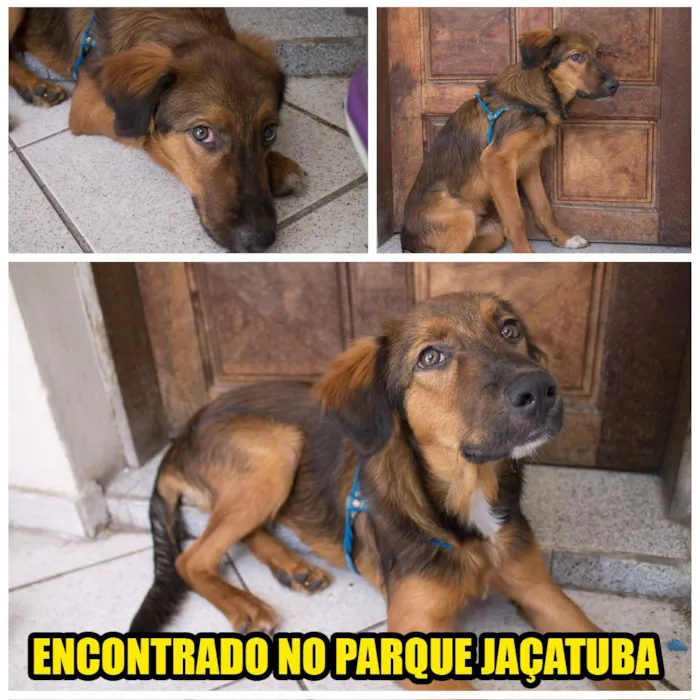 Cachorro ra a SRD - Viralata idade 1 ano nome Amigão