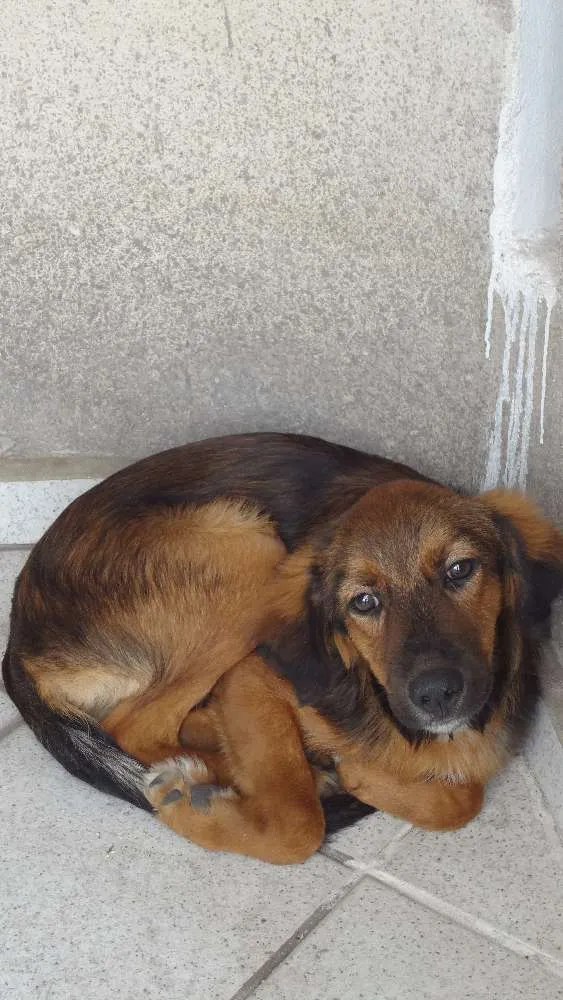 Cachorro ra a SRD - Viralata idade 1 ano nome Amigão