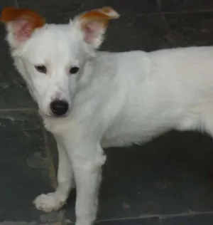 Cachorro raça SRD idade 2 a 6 meses nome sem nome