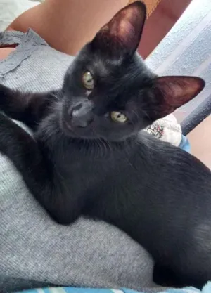 Gato raça Vira lata idade 2 a 6 meses nome Não tem nome