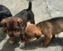 Cachorro raça Cão de raça indefinida  idade Abaixo de 2 meses nome Filhotes 