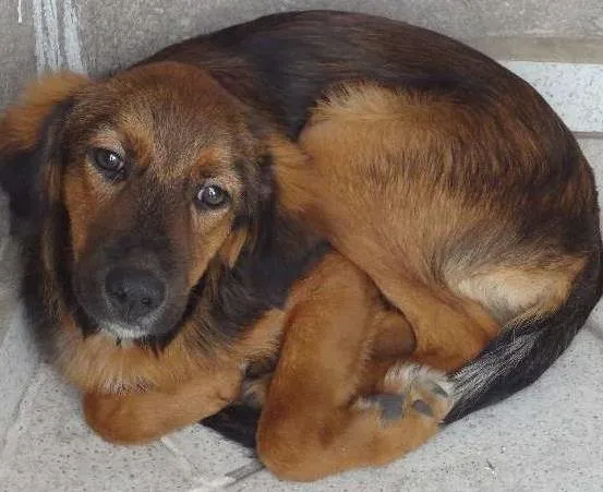 Cachorro ra a SRD - Viralata idade 1 ano nome Amigão