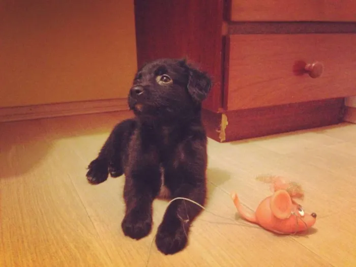 Cachorro ra a SRD idade 2 a 6 meses nome Pelúcio