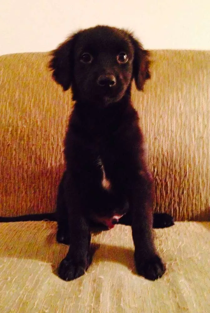 Cachorro ra a SRD idade 2 a 6 meses nome Pelúcio
