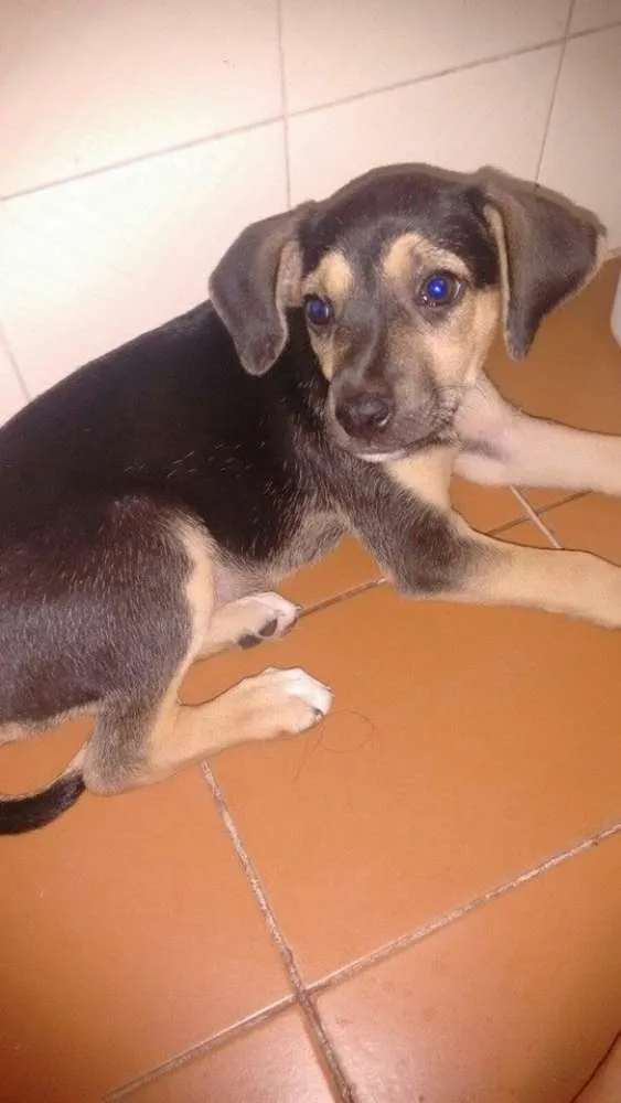 Cachorro ra a sem raça idade 2 a 6 meses nome sansa